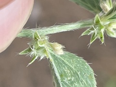 Ditaxis serrata