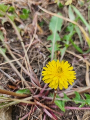 Crepidinae