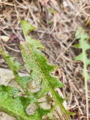 Crepidinae