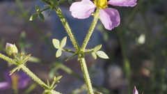 Fagonia pachyacantha