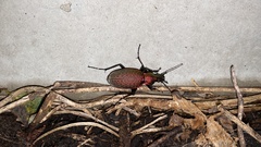 Carabus smaragdinus
