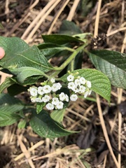 Heliotropium indicum