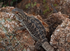 Pogona vitticeps