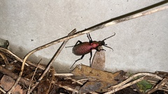 Carabus smaragdinus