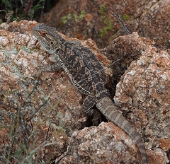 Pogona vitticeps