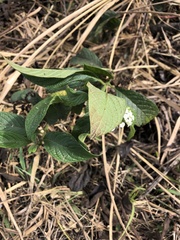 Heliotropium indicum