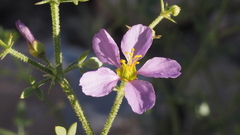 Fagonia pachyacantha