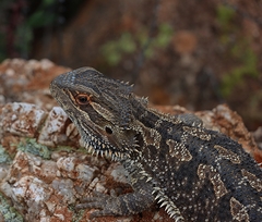 Pogona vitticeps