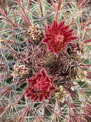 Ferocactus peninsulae