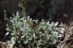 Antennaria media