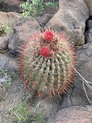 Ferocactus peninsulae