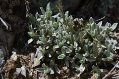 Antennaria media
