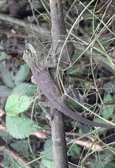 Pseudocalotes tympanistriga