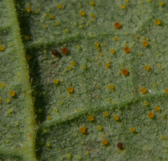 Phyllactinia guttata