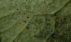 Phyllactinia guttata