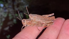 Shirakiacris shirakii