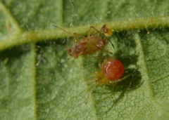 Paidiscura pallens