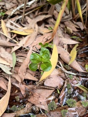 Rotala rotundifolia
