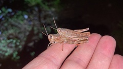 Shirakiacris shirakii
