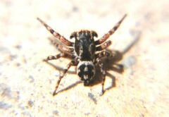 Habronattus fallax