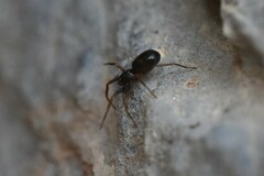 Phrurolithidae