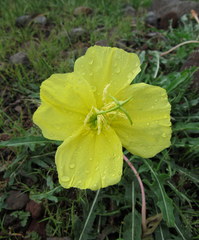 Oenothera flava
