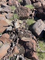 Pachycormus discolor