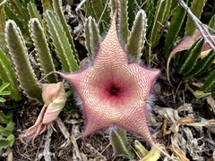 Stapelia gigantea