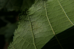 Phyllactinia guttata