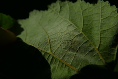Phyllactinia guttata