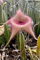 Stapelia gigantea