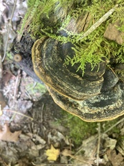 Phellinopsis conchata