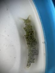Elysia crispata