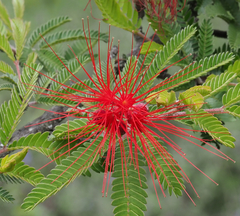 Calliandra hirsuta