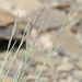 Festuca ovina - Photo (c) Cheng-Tao Lin, μερικά δικαιώματα διατηρούνται (CC BY), uploaded by Cheng-Tao Lin