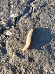 Deroceras reticulatum