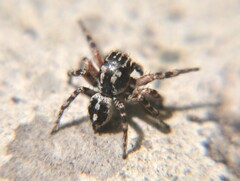 Habronattus fallax