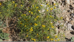 Pectis papposa papposa