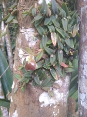 Epidendrum porpax