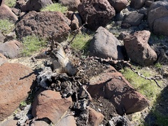 Pachycormus discolor