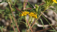 Pectis papposa papposa