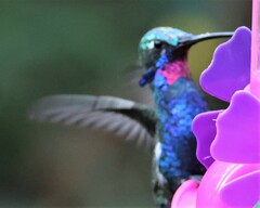 Heliomaster furcifer