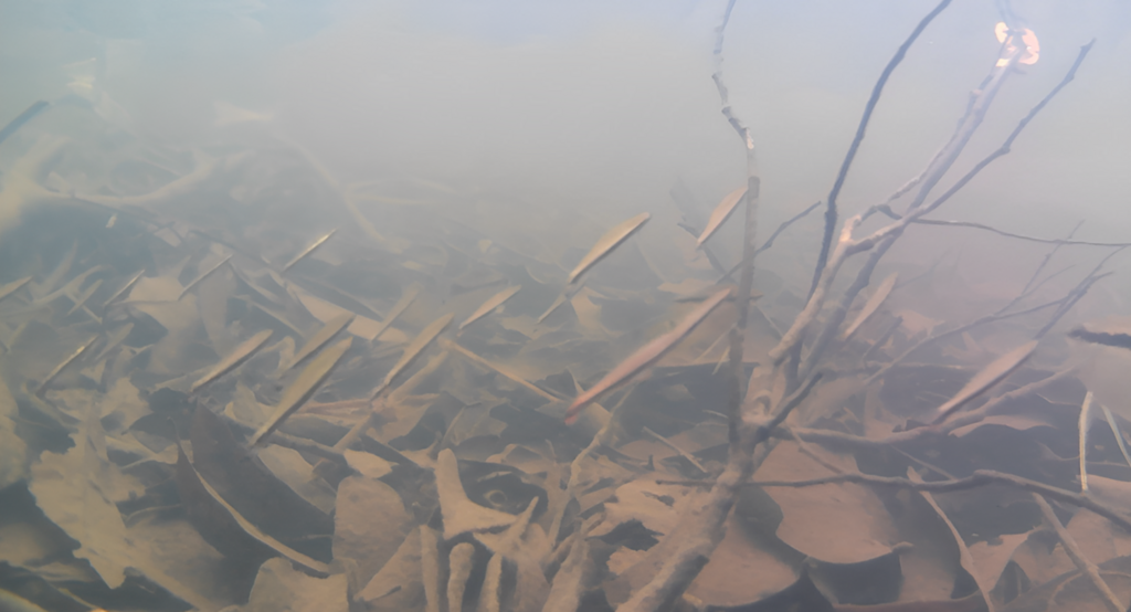 Oneline pencilfish (Nannostomus unifasciatus) — Lebiasinidae