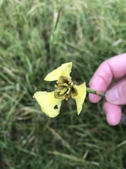 Moraea bellendenii