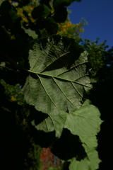 Phyllactinia guttata