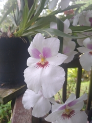 Miltoniopsis
