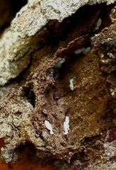 Termitinae