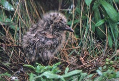 Chroicocephalus novaehollandiae