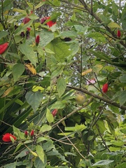 Malvaviscus penduliflorus