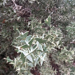 Colletia